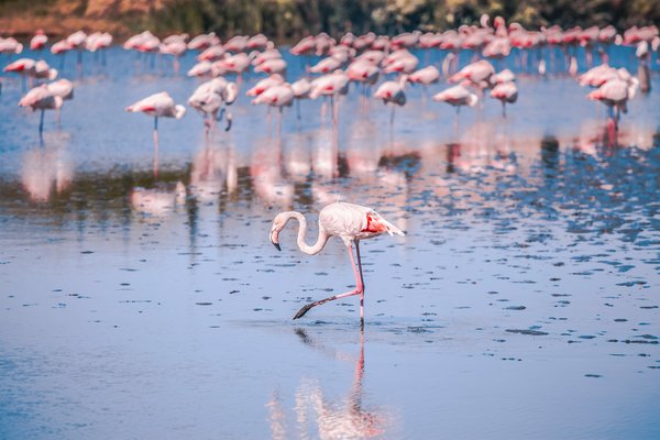 Comment organiser une expédition pour observer les flamants roses en Camargue ?