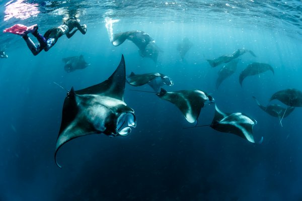 Où participer à une expédition de plongée avec les raies manta aux Maldives?